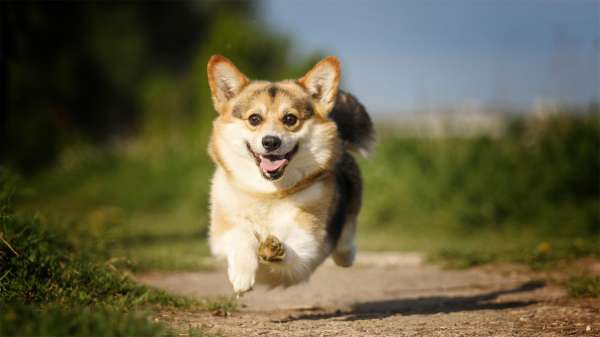 呆萌可愛(ài)短腿柯基狗狗